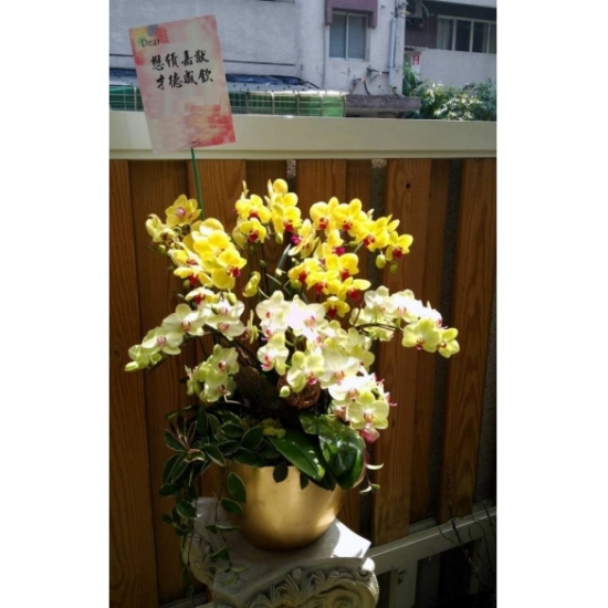 蘭階添喜