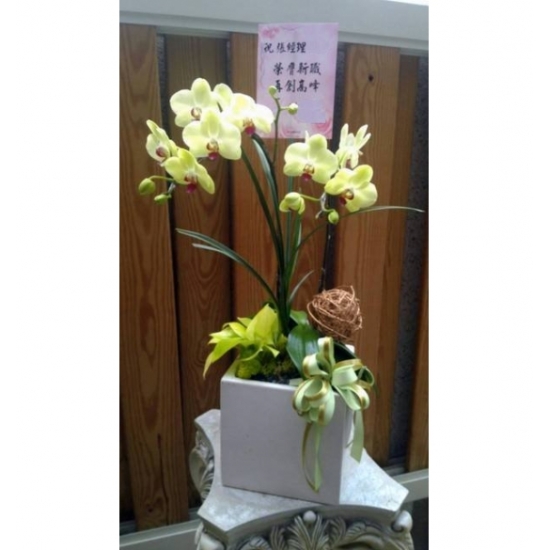 小品蘭花A