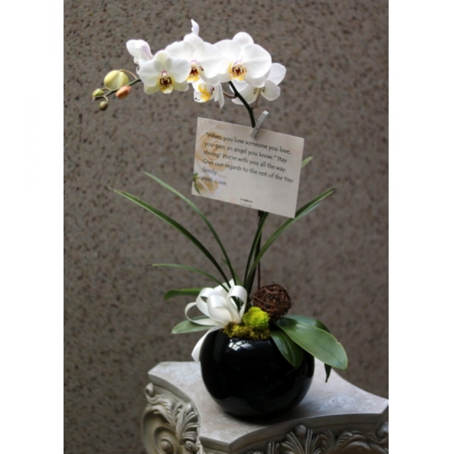 小品蘭花B
