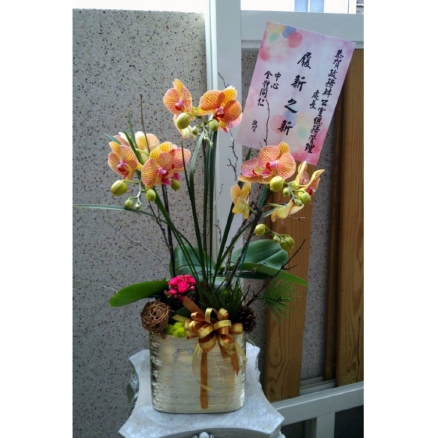小品蘭花C